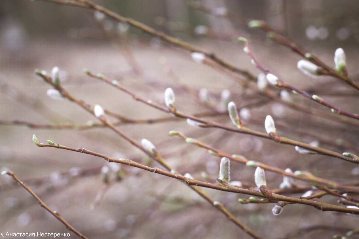 Весна. Природа пробуждается.