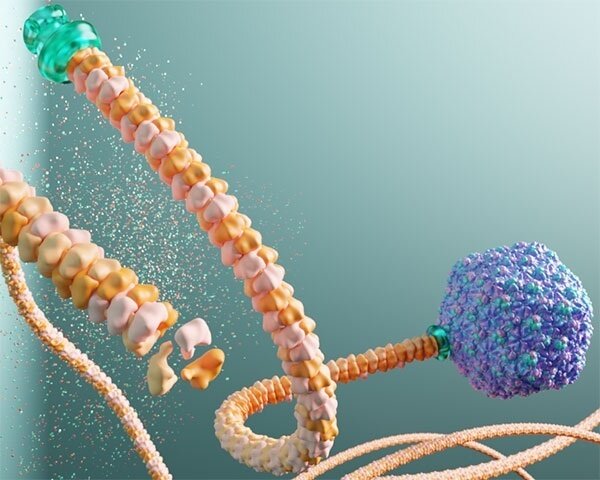    Иллюстрация вируса с длинным хвостом. Фото: Agnello et al., Journal of Biological Chemistry