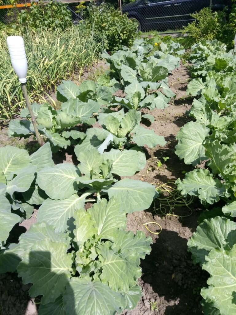 Стараемся не затенять капусту