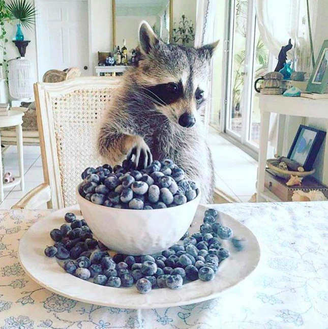 Фото: pumpkintheraccoon