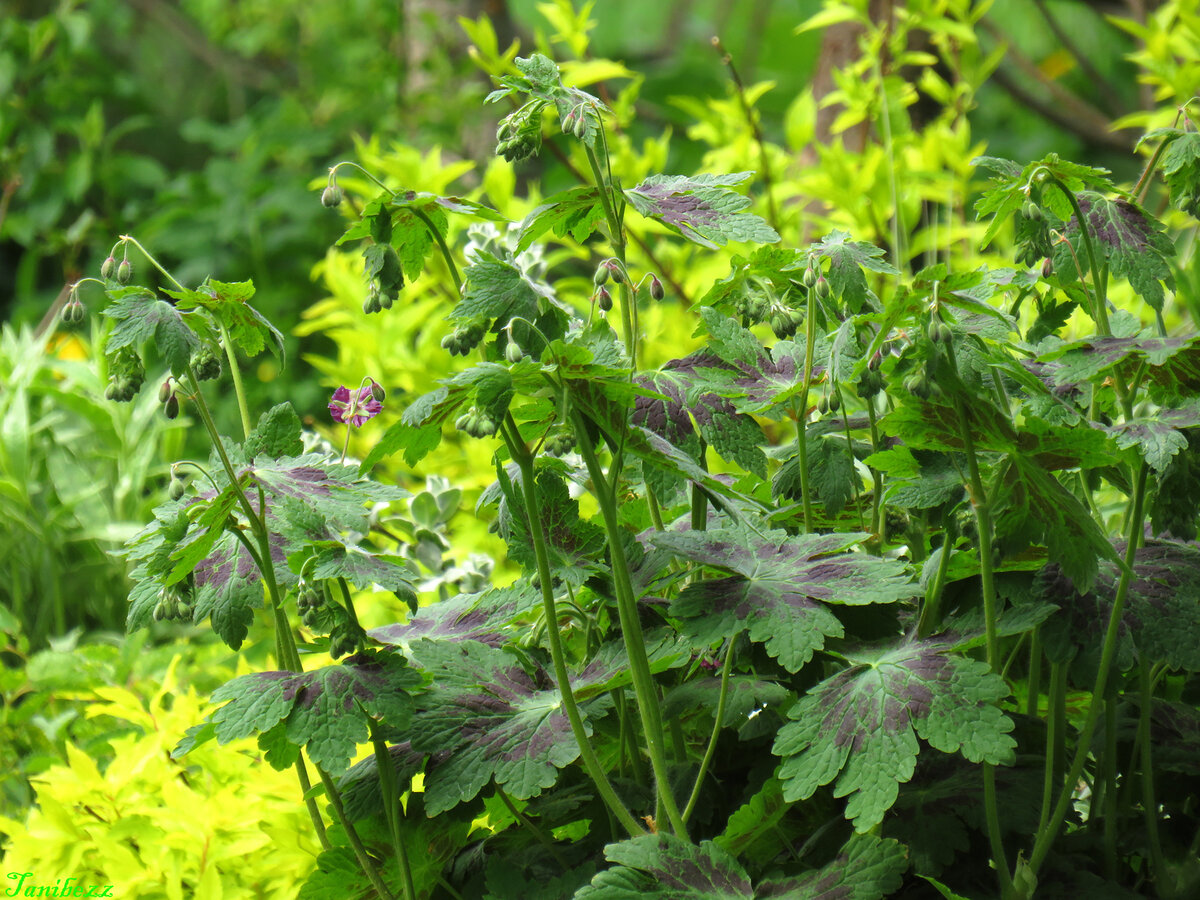 Герань тёмно-бурая "Samobor"