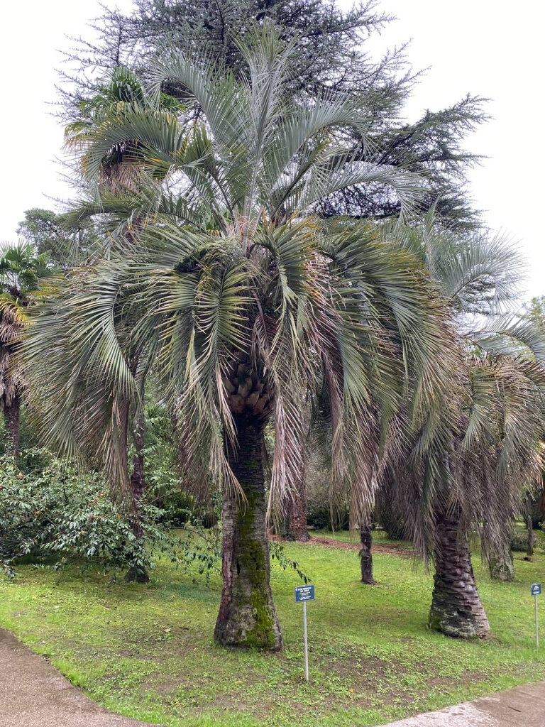 Взрослая бутия головчатая в природе