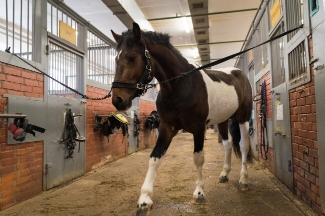 Конюшня слова. Факты о лошадях. Конный спорт презентация. Денник для лошади. Значение слова стойлах.