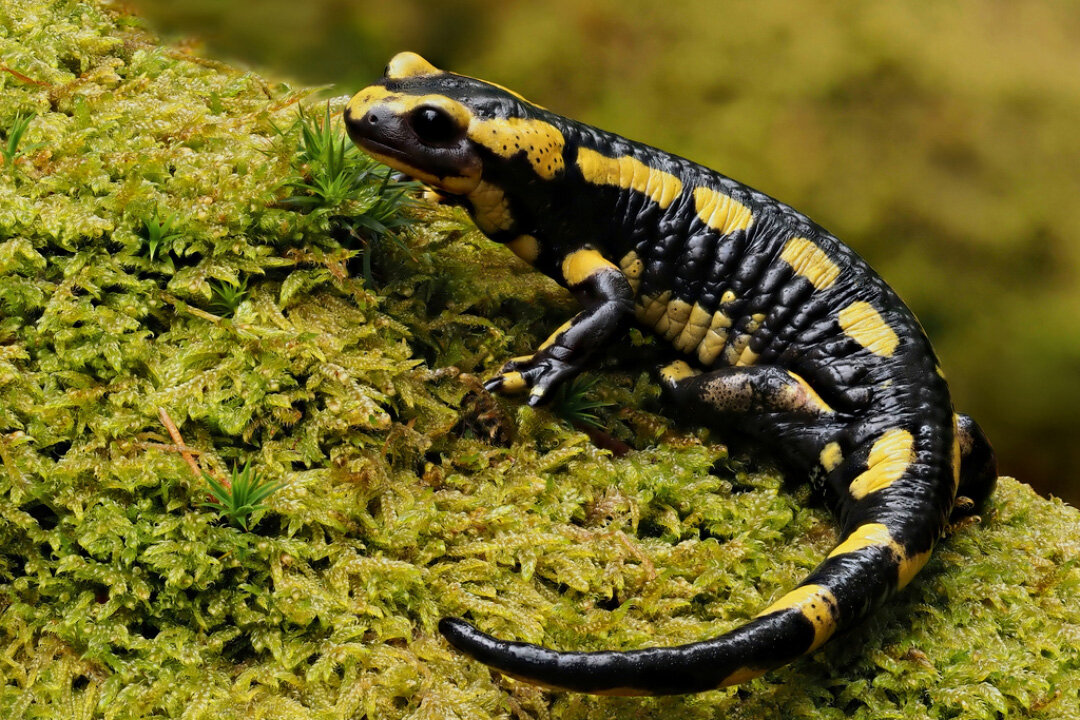 Diferencia entre salamandra y salamanquesa