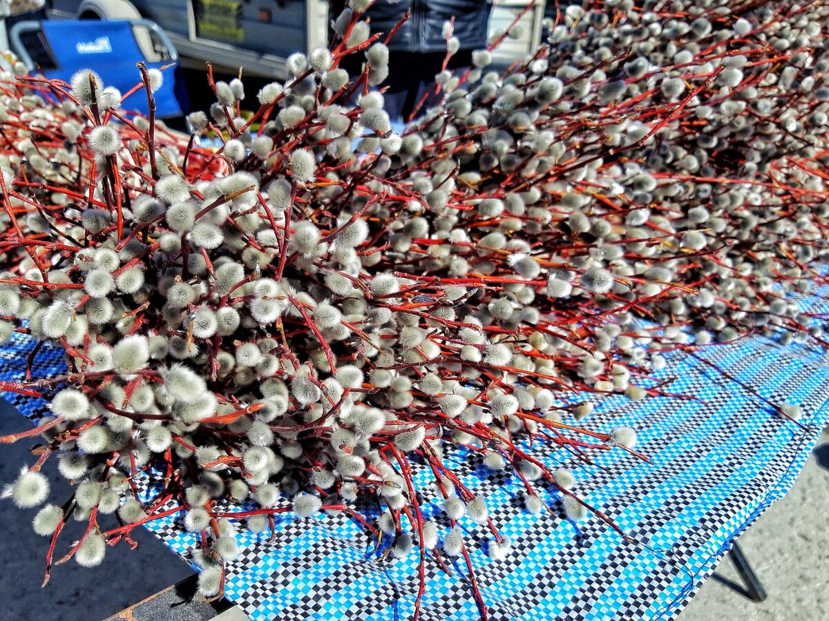 Букет из вербы на вербное воскресенье. Верба. Когда нужно собирать вербу. Когда нужно собирать вербу. Вербное воскресенье в 2023 году.