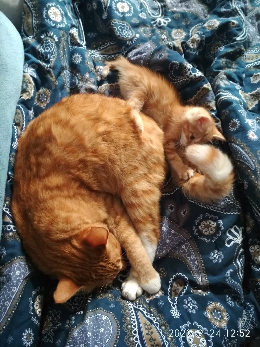 Будит старшего Рыжего