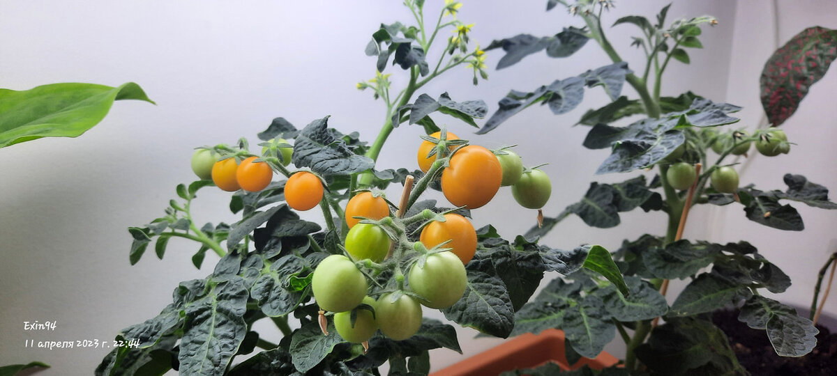 Зреют томатики)