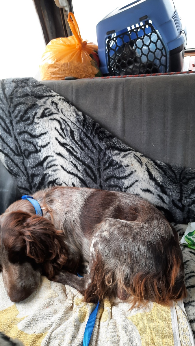 Дорога домой