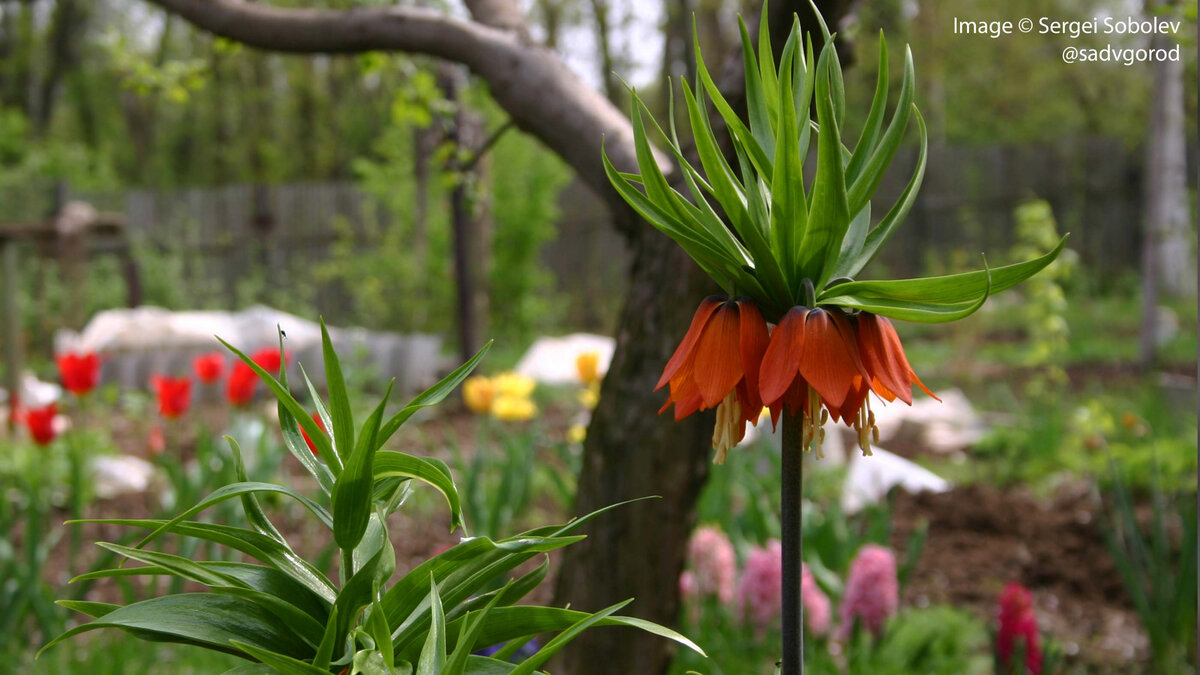 Однако уже через несколько лет никаких рябчиков здесь не осталось. Я думаю, они мёрзнут из-за бесснежных зим. 