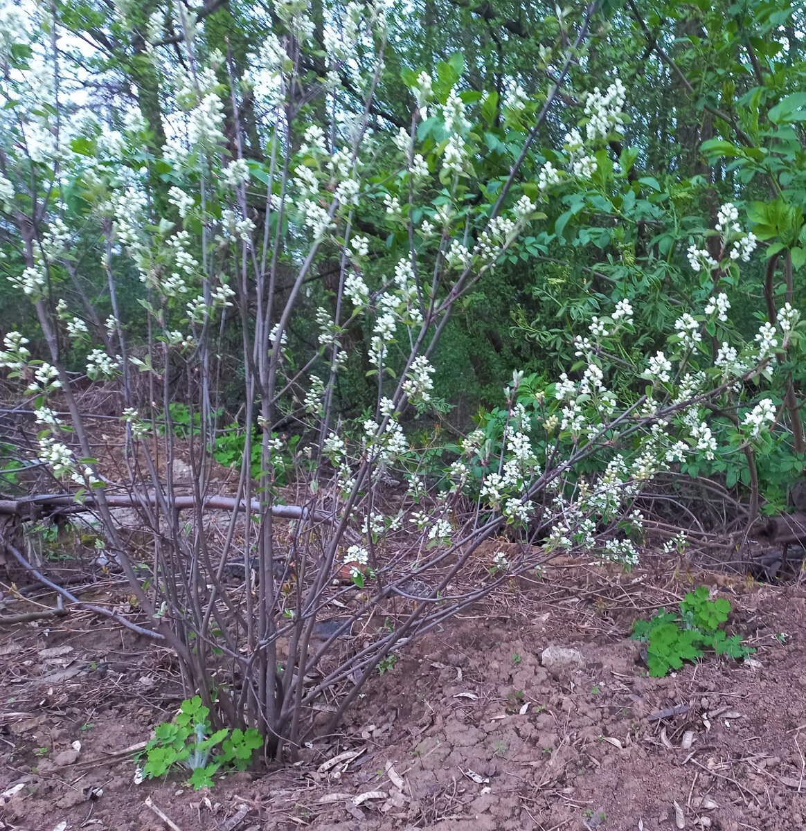 Зазеркалье, Ирга, 19.04.2023