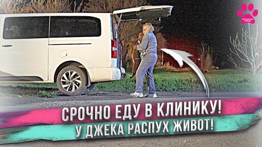 Джеку нужен врач! Утро Ани. Немецкая овчарка Ирвин - самая дрессированная собака в питомнике. Сажаем цветы!