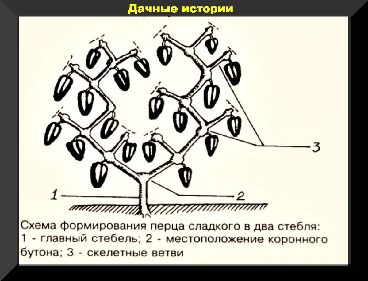 Перцы перед высадкой, во время высадки, сразу после высадки: разбираем  основные проблемы, даем советы, отвечаем на вопросы | Дачные истории | Дзен