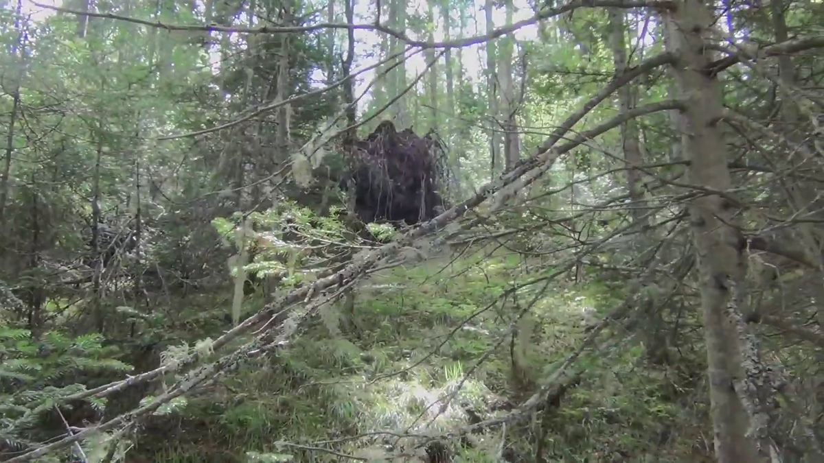 Выворотень в тайге. Когда идешь по тайге один все ВЫВОРОТНИ кажутся МЕДВЕДЯМИ. Идем на рыбное место СЛИВ. - (смотрите на видео внизу статьи)