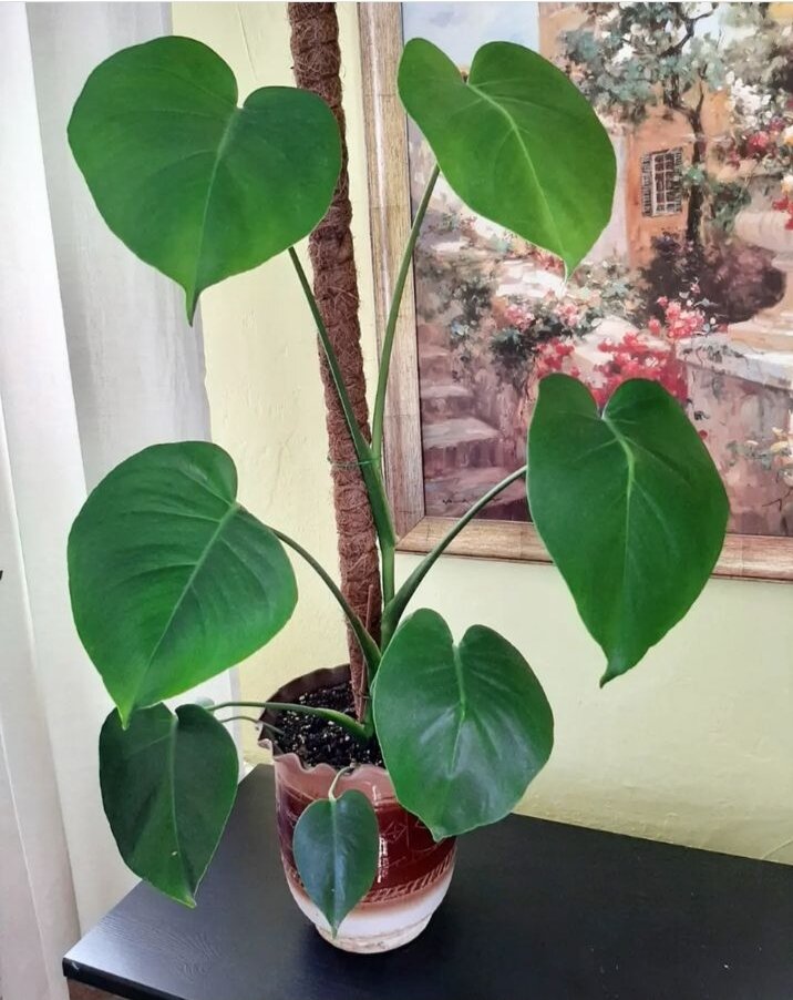 Монстера делициоза