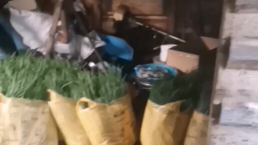 Роберт Боб | Ещё немного и домой. Завтра отправлю партию лука на ...