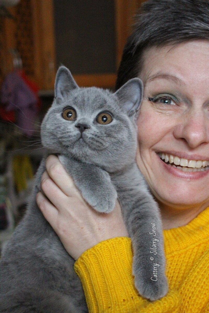 Кого лучше выбрать? Британского кота или британскую кошку? | Питомник  британских кошек Silvery Snow. Голубые британские котята. | Дзен