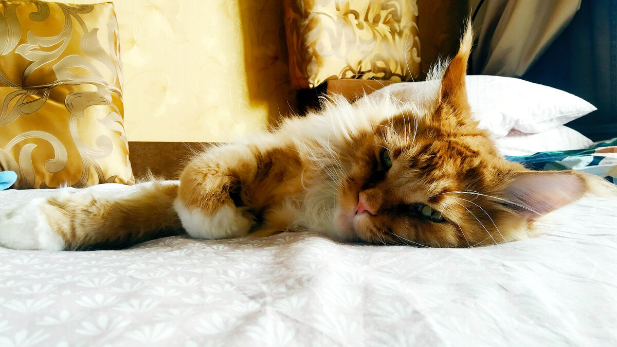 Мейн кун Степа.