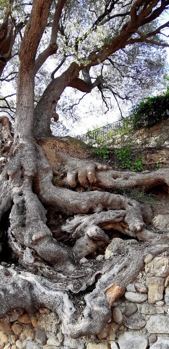 "La mano" dell' uliva millenario-рука тысячелетного оливкового дерева