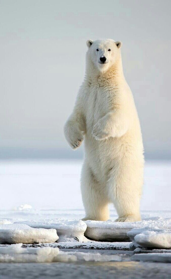 Белый Медведь