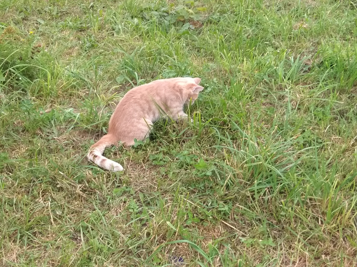 Охотник наш