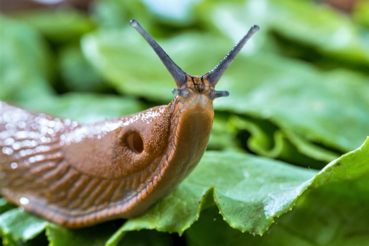 Как избавиться от слизней в саду и огороде: 7 секретов опытного садовода