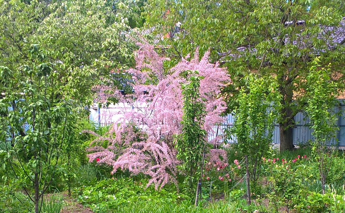 Тамарикс, 17.05.2023