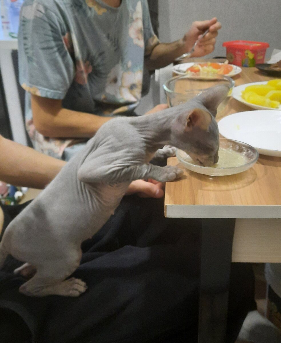 Семейный обэд😺 , вот так стоя ела с нами, но в основном на столе. 