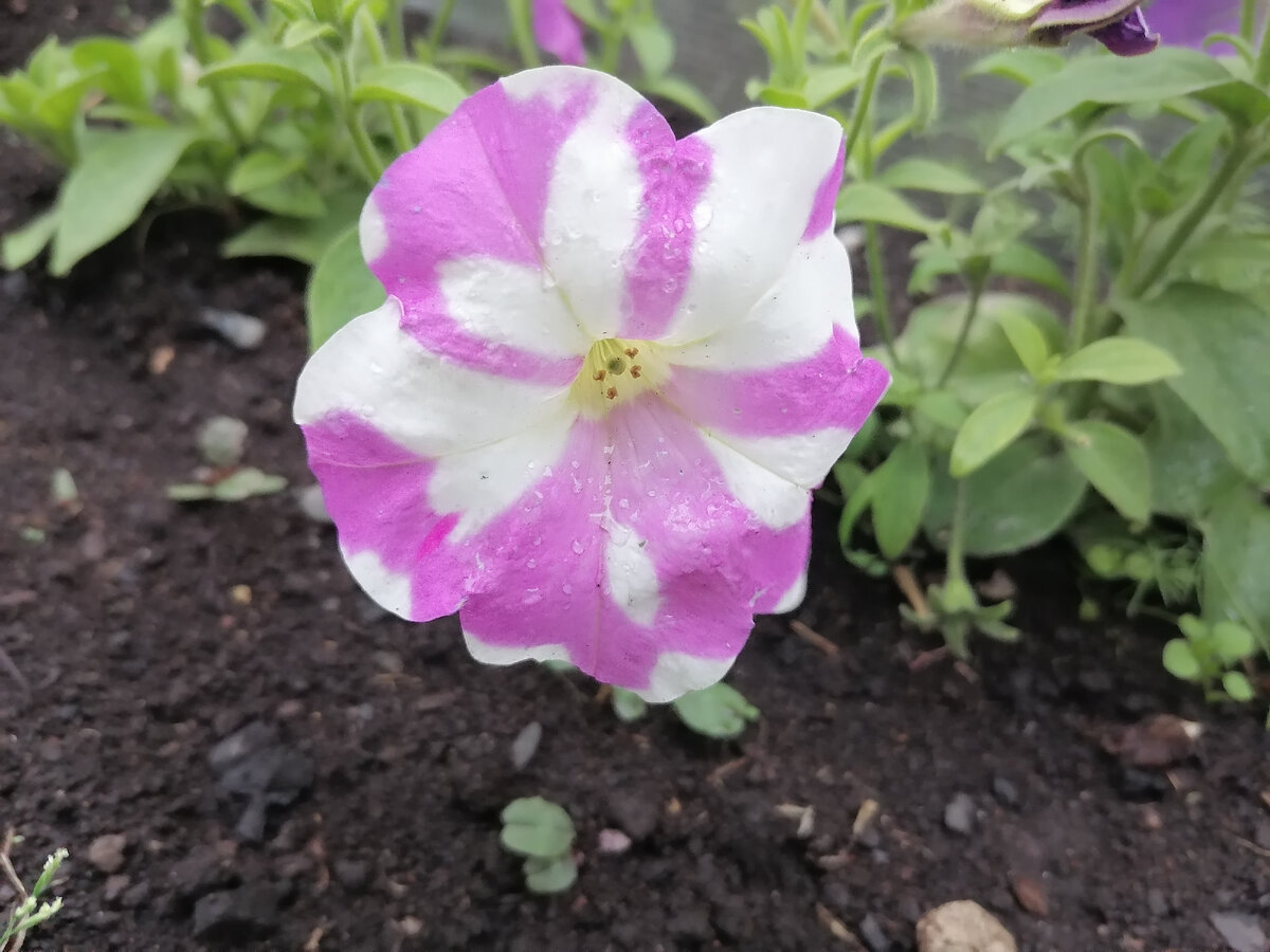 Такая странная петуния