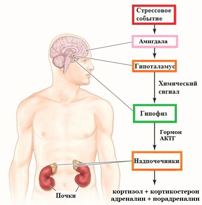 Источник: Яндекс.Картинки