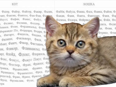 Имена и клички для кошек и котов
