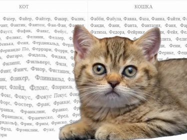 Кошка (2023)