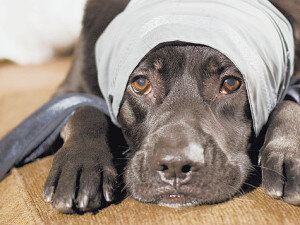 Что делать, если собаку сбила машина: первая помощь и важные шаги