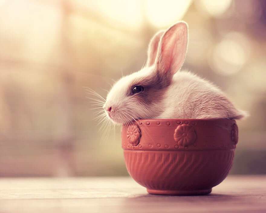 Милый кролик Изображения – скачать бесплатно на Freepik