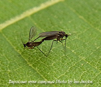 Земляные комарики нагло размножаются на чьем-то растении