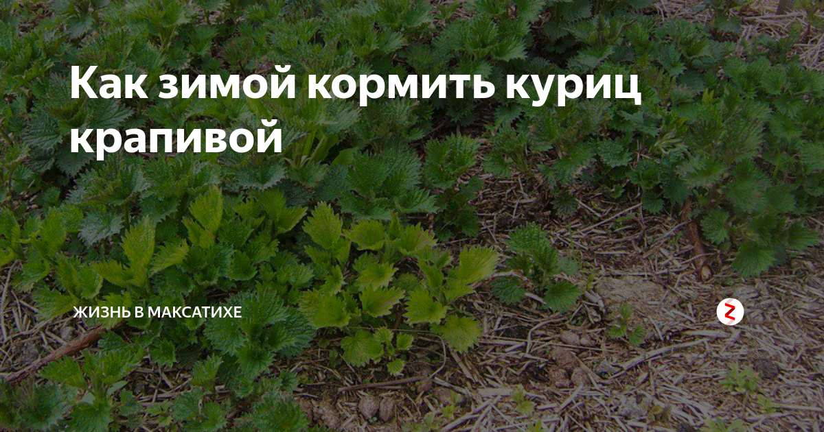 Как зимой кормить куриц крапивой | Жизнь в Максатихе | Дзен