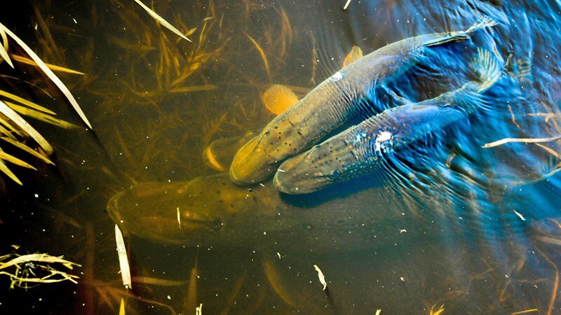 Самка щуки и самцы во время нереста