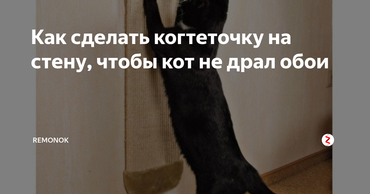 Что сделать чтобы кошка не драла