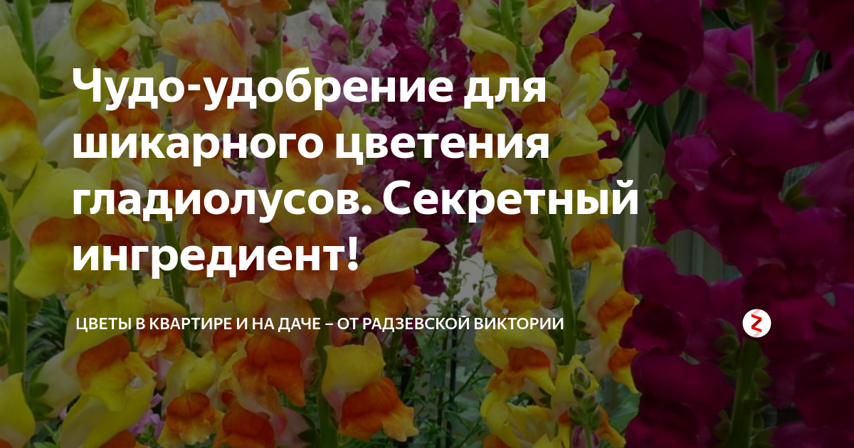 Чем удобрить гладиолусы. Удобрение для гладиолусов. Схема подкормки гладиолусов. Подкормка для гладиолусов для обильного цветения. Чем подкормить гладиолусы в июне для роста и пышного цветения в саду.