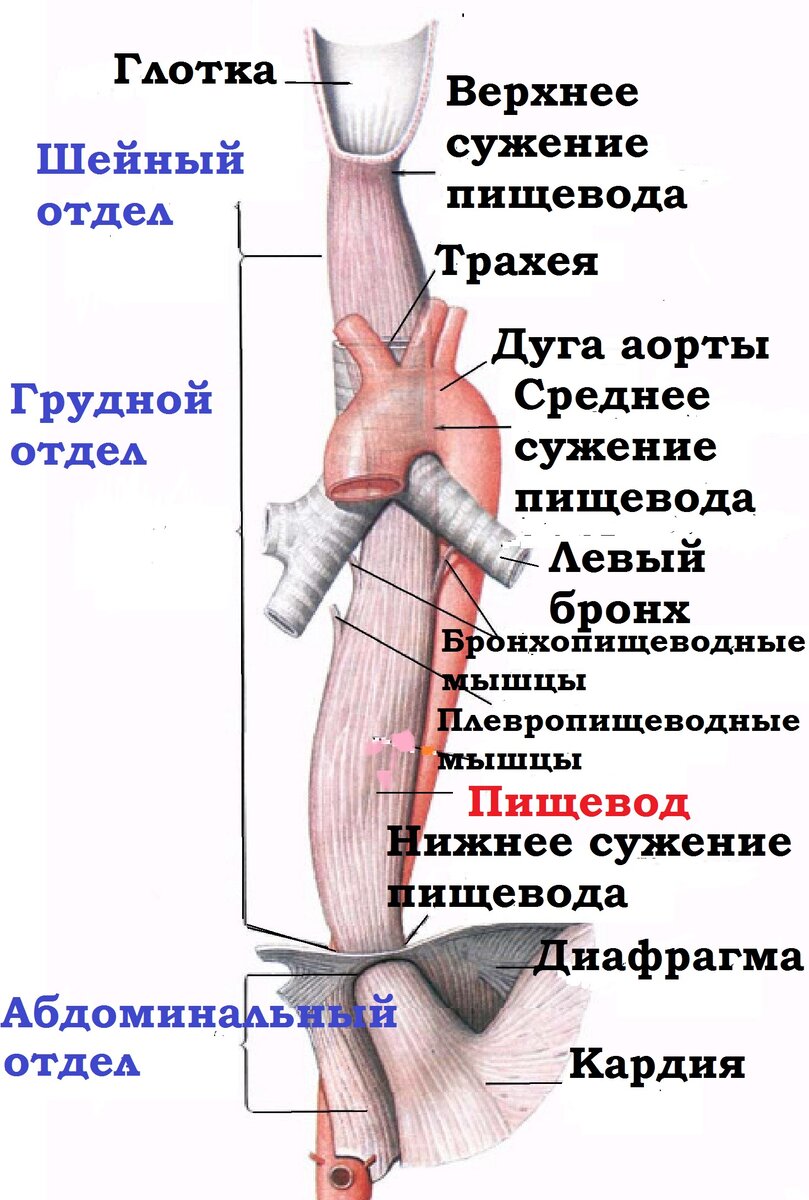 Пищевод анатомия рисунок человека строение