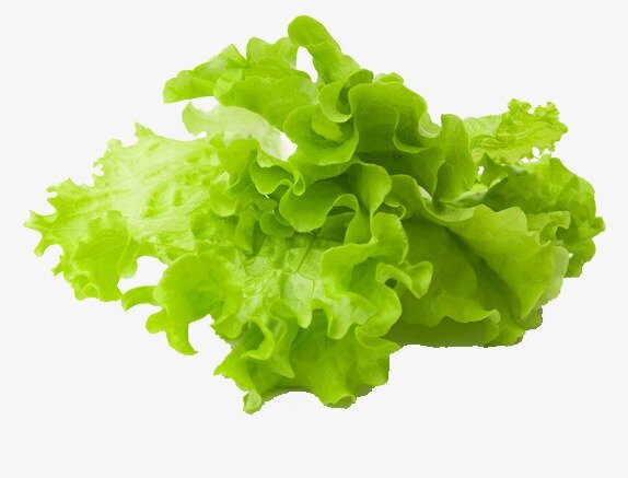 Лист зелёного салата