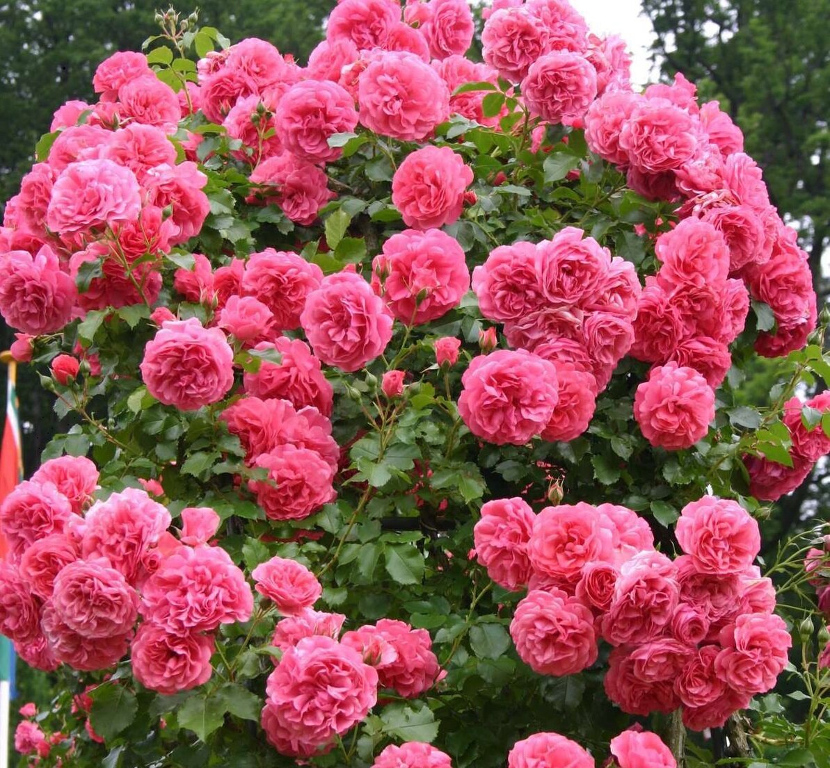 Rosarium Uetersen 