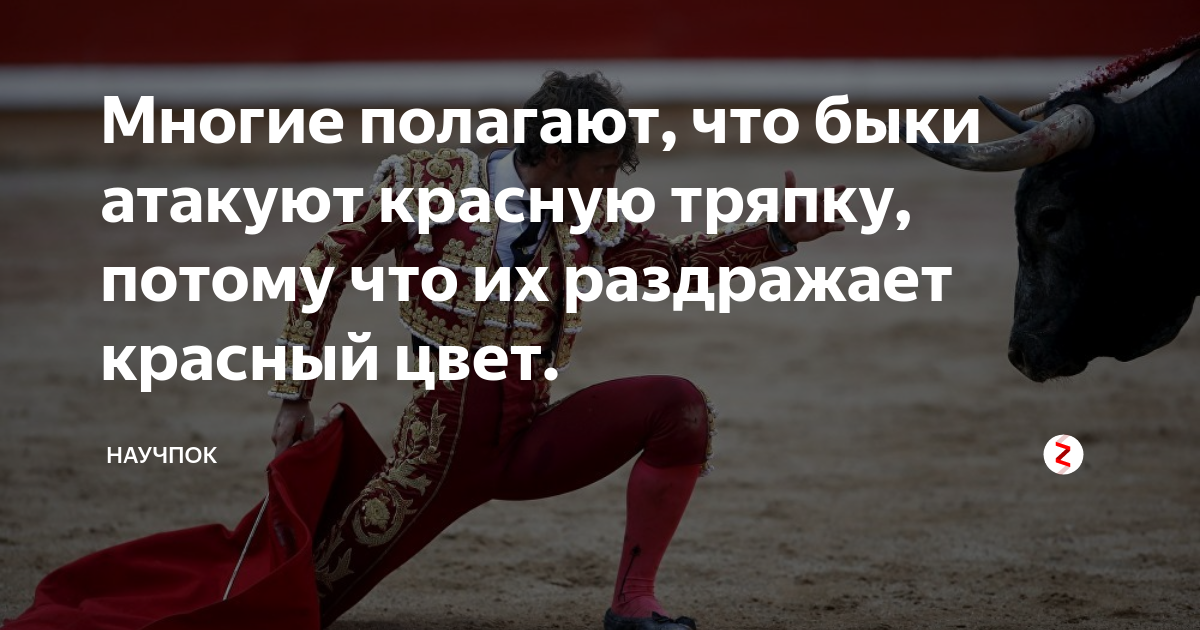 раздражает ли быков красный цвет. различают ли коровы цвета. красная тряпка тореадора. почему быки злятся на красный цвет. быки видят красный.
