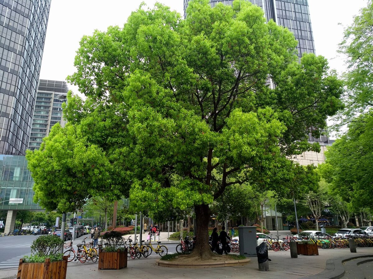 На пути в парк.

