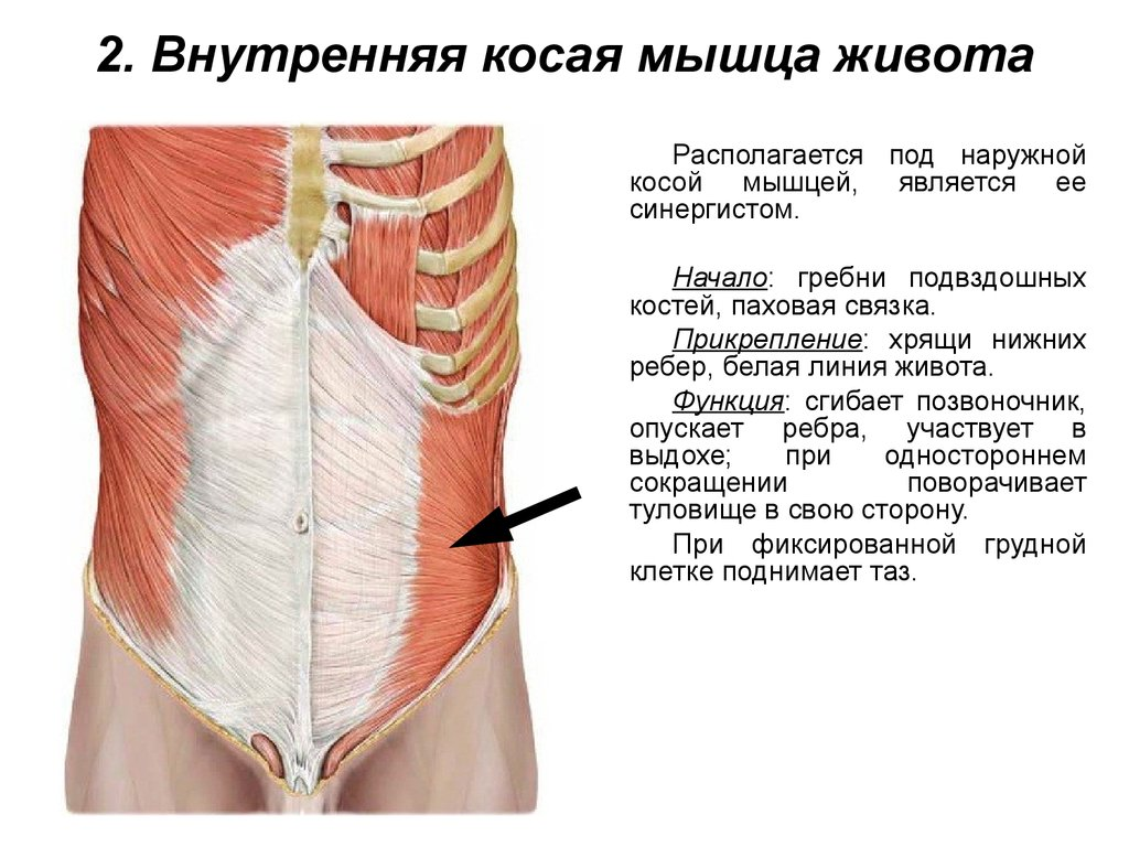 Болят мышцы живота. Наружная косая мышца живота анатомия функции. Апоневроз наружной мышцы живота. Функция внутренней косой мышцы живота:. Болит наружная косая мышца живота сбоку.