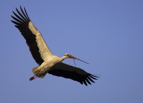 В наши дни заметить аиста в небе считается очень хорошим знаком. Это говорит о том, что вас ожидает успех. Фортуна повернется к вам лицом. Почему люди обращали внимание на полет аиста? Все очень просто.