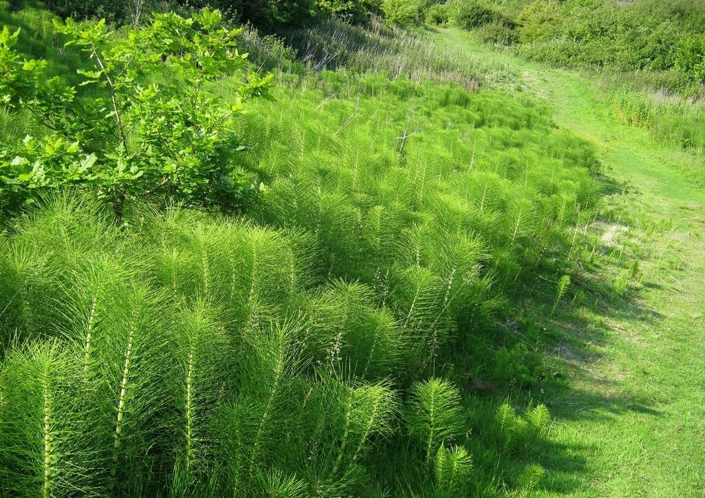 Хвощ полевой (equisetum arvense). Трава хвоща полевого - herba equiseti arvensis. Трава хвоща полевого. Хвощ топяной. Хвощ полевой растение.