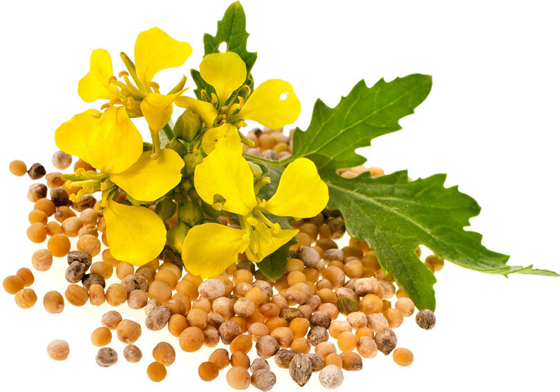 Горчица полезна для волос