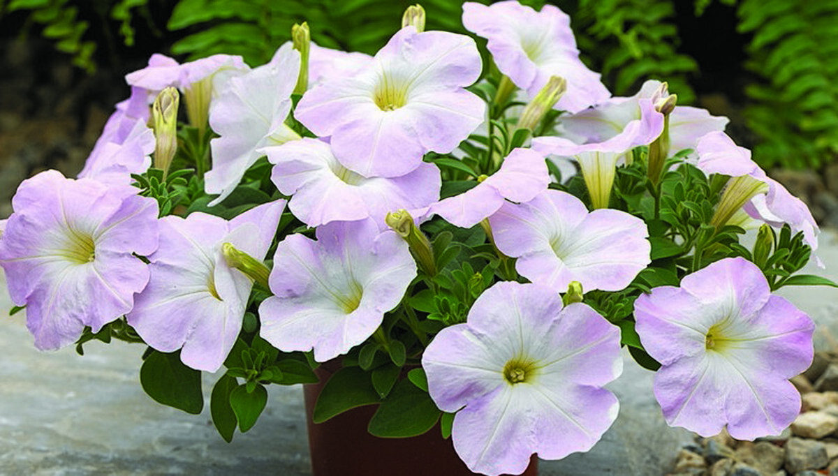 Фото. Розовая петунья.