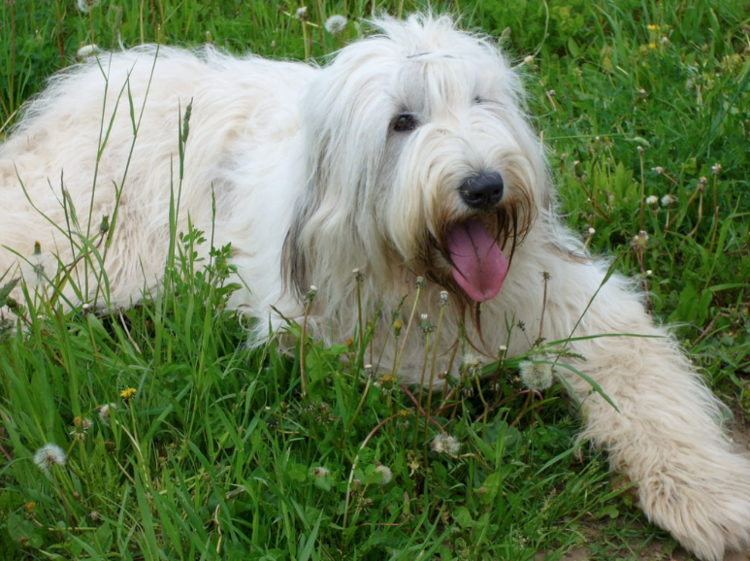 ставь лайк мохнатику! 😋