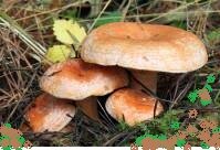   Рыжик   обыкновенный (боровой и еловый) – очень распространенный в России гриб, который используется человеком с давних времён. Обладает отменным вкусом и ценными полезными свойствами. Применяется в медицине для лечения лёгочных и онкологических заболеваний.  